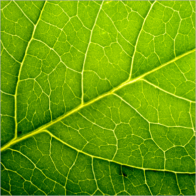 Leaf Area