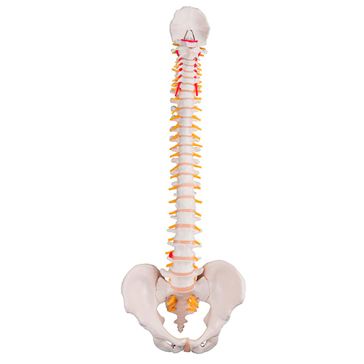 Human Spine Model Flexible 
