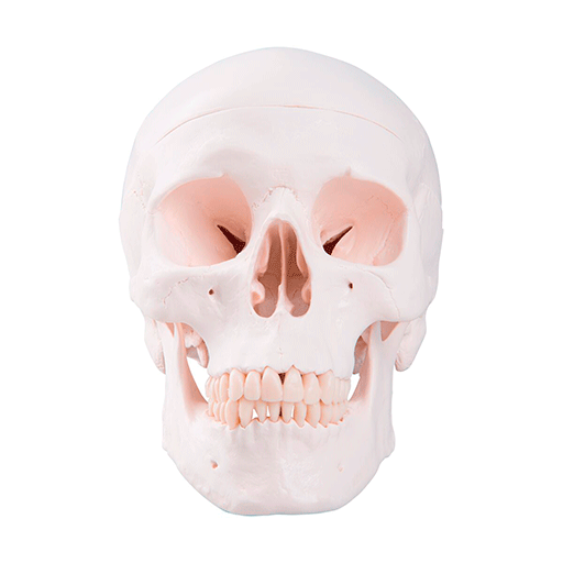 human skull replica 