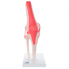 Human knee joint with ligaments