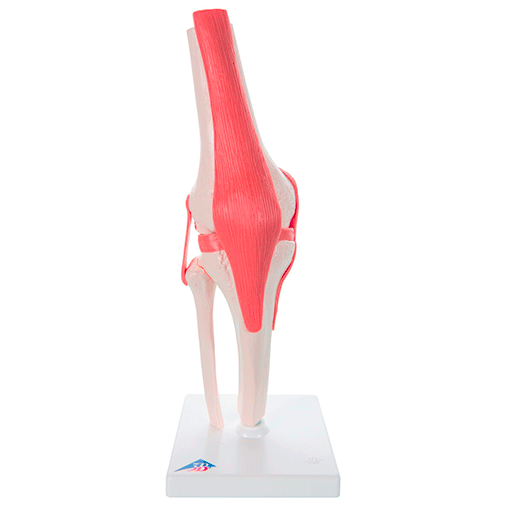 Human knee joint with ligaments