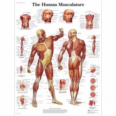 Charte du muscle humain