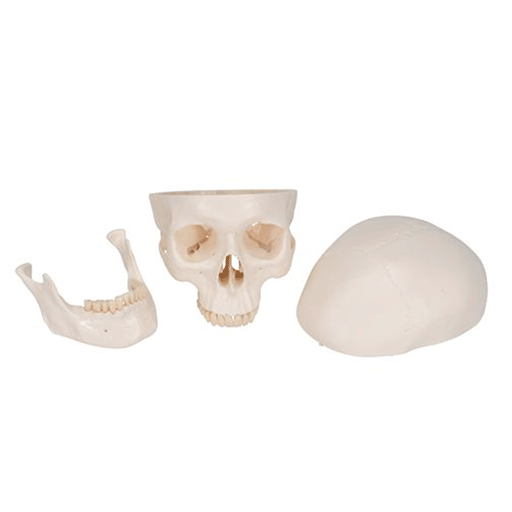 Classic Human Skull Model 