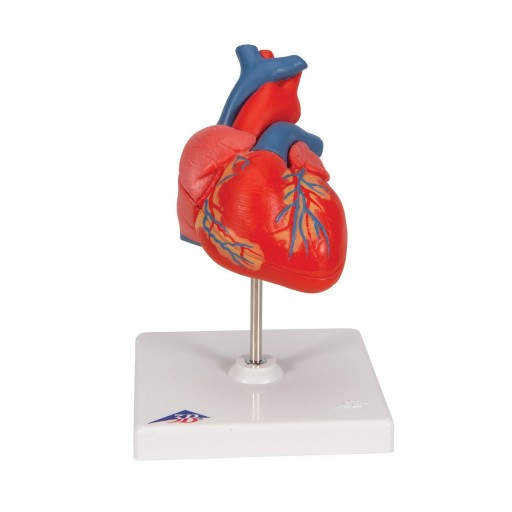 Highly detailed 2-part human heart