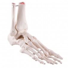 Squelette du pied et de la cheville, monté sur élastique