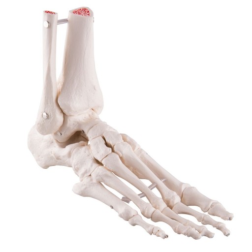 foot and ankle skeleton anatomy model, Elastic Mounted