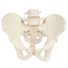 Modèle du squelette du bassin masculin humain 