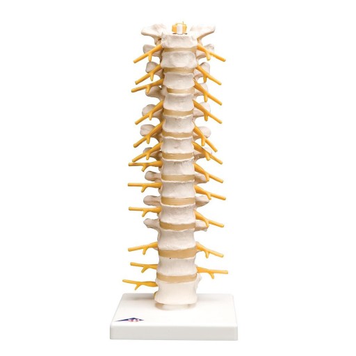 Thoracic Human real-life spinal column replica