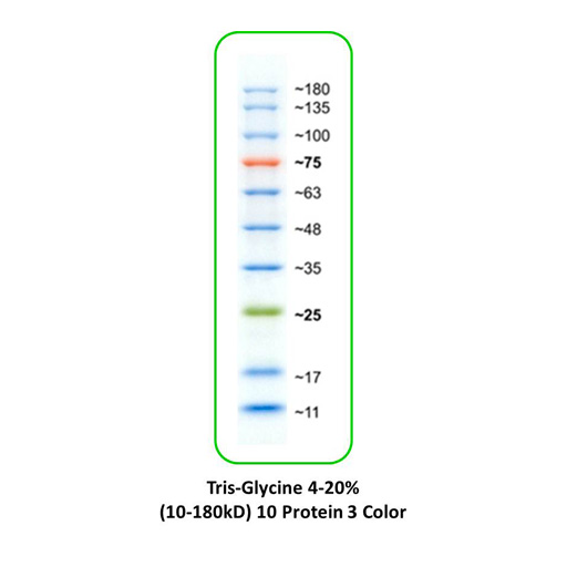 Prestained Protein Markers