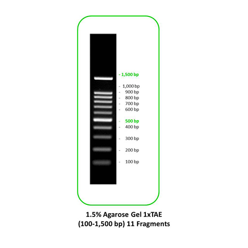 DNA Markers Ladder 