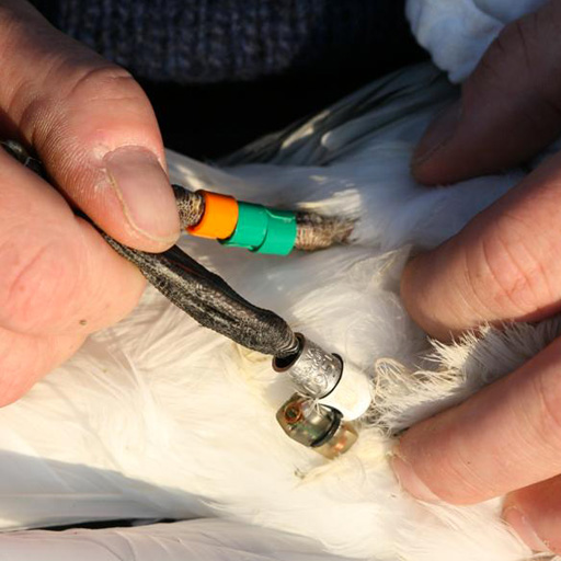 tracking bird migration with tag