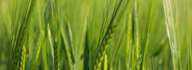Agriculture-plants-Geneq-Biotechnology.jpg